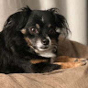 Meet your Posher, Shonda